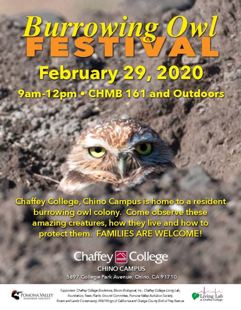 Burrowing Owl Festival Rivers & Lands Conservancy