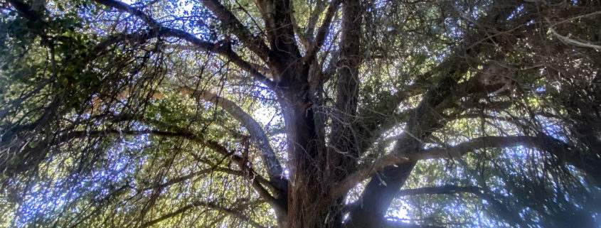 Photo Oak Tree