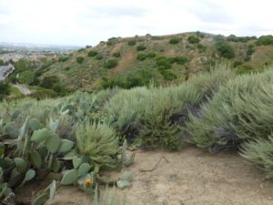 Kerrigan Conservation Easement