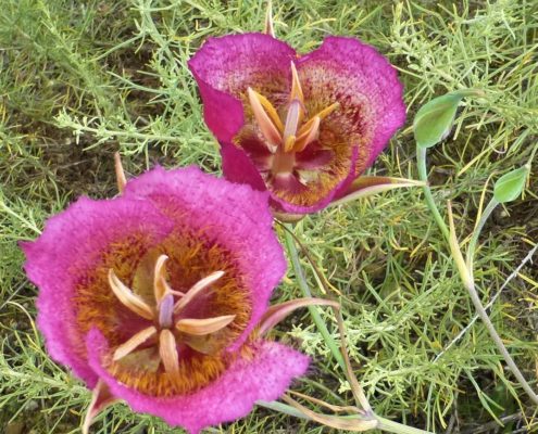 Mariposa Lily Purple Flower