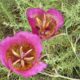 Mariposa Lily Purple Flower