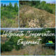 Hillpointe Conservation Easement