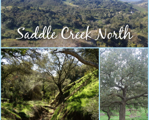 Saddle Creek North Images