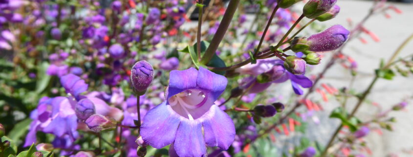Showy Penstemon flower