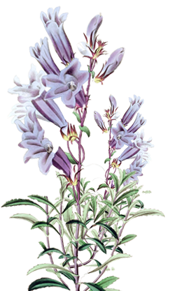 Penstemon