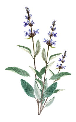 Sage