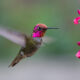 Male Anna's Hummingbird hovering in front of bright fuschia-colored flowers