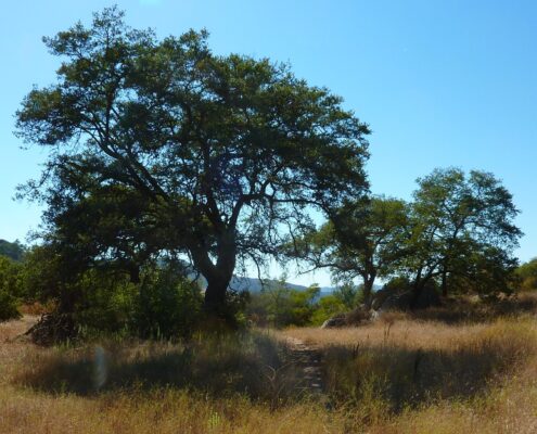 Oak Tree at Cienega Canyon Preserve