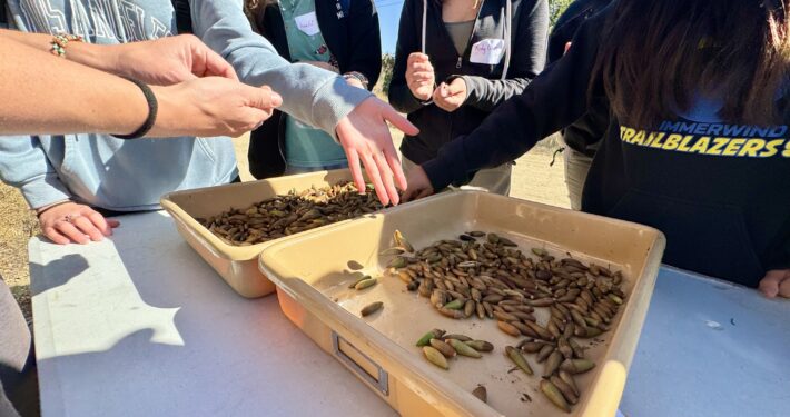 Acorns to Oaks Students separating acorns