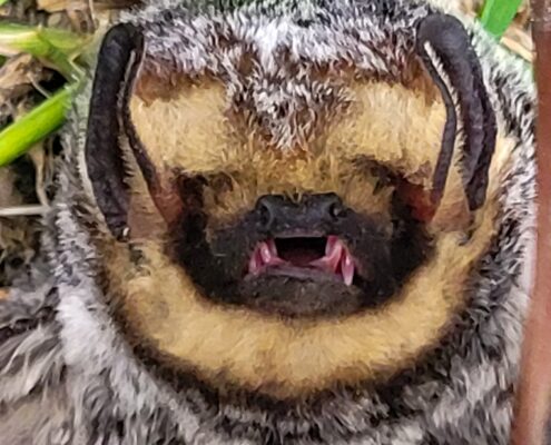 Closeup of a Hoary Bat