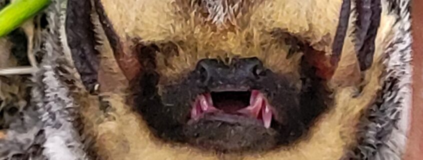 Closeup of a Hoary Bat