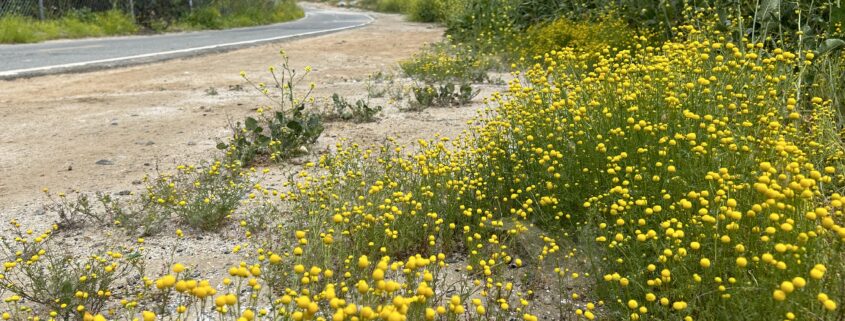 Stinknet at Santa Ana River Trail