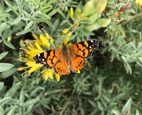 Painted lady butterfly on bladderpod