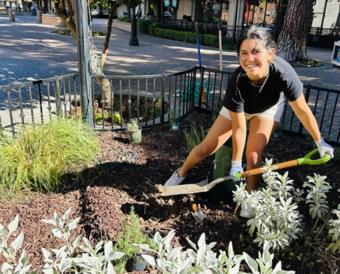 Volunteer planting at Main St Garden