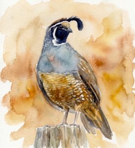 Quail