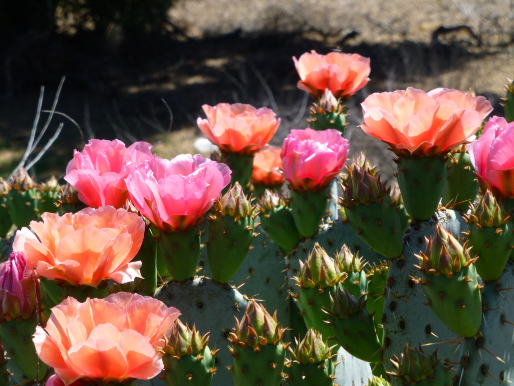 Prickly Pear Flowers