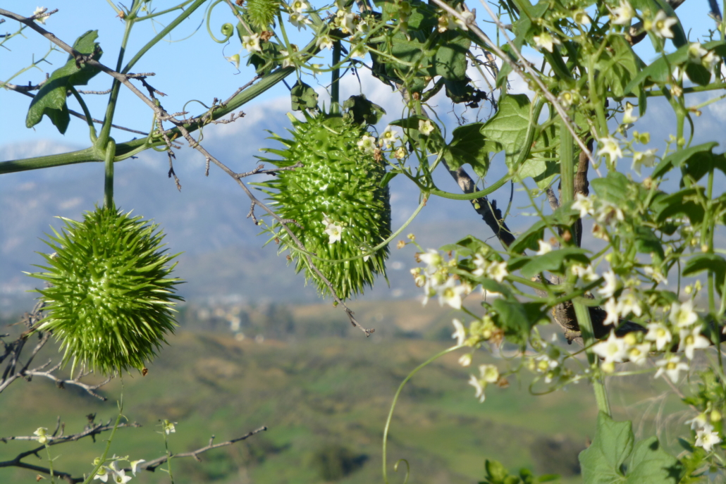 Cienega Wild Cucumber
