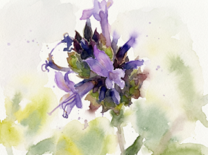 WC Cleaveland Sage