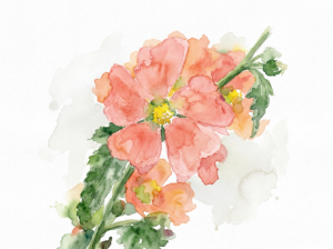 WC Desert Globe Mallow Orange (2)