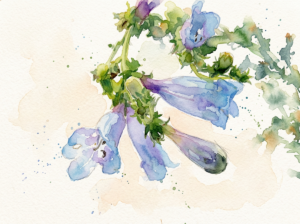 WC Penstemon