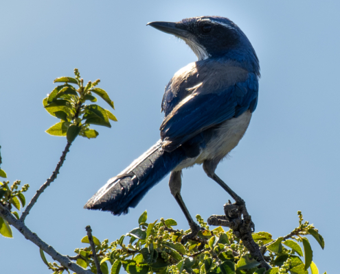 Scrub Jay