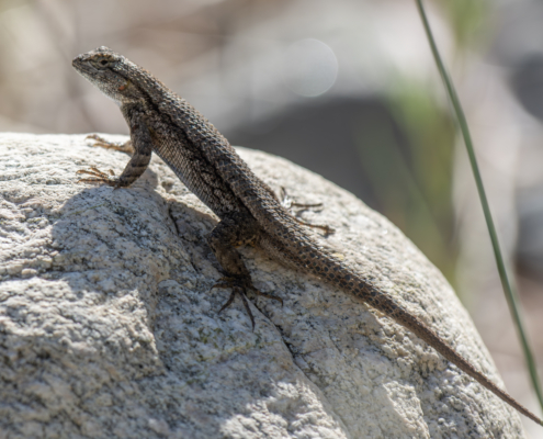 Western Fence Lizard