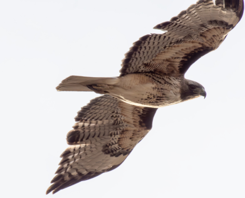 Red Tailed flyby