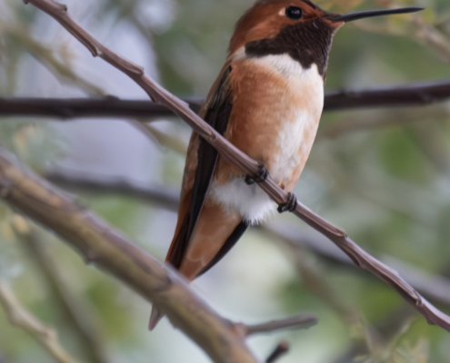 Rufuous Hummingbird