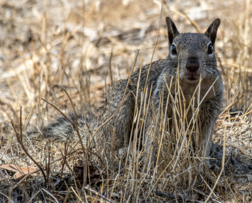 Ground Squirrel