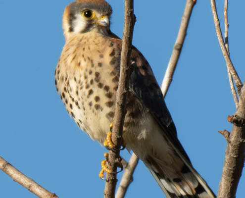 Kestrel male