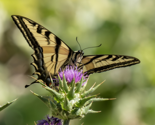 Cienega Swallowtail