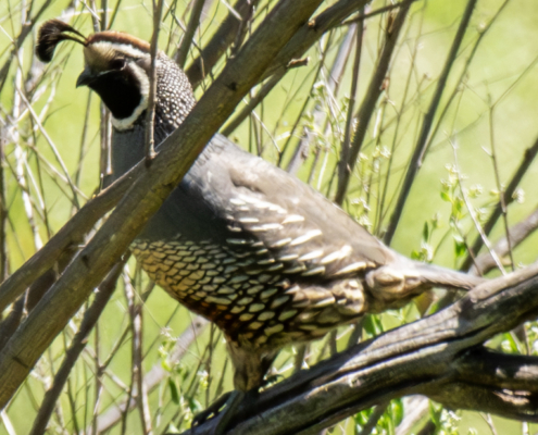 CA Quail Male