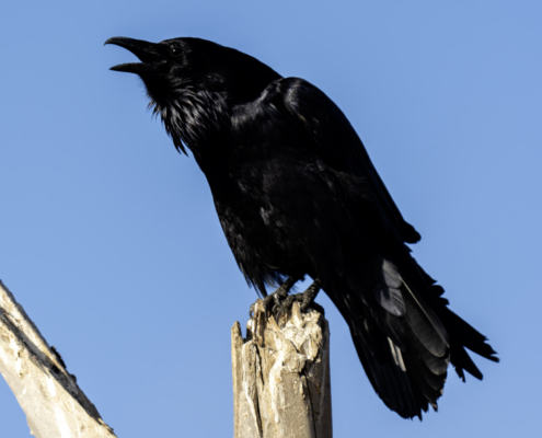 Raven