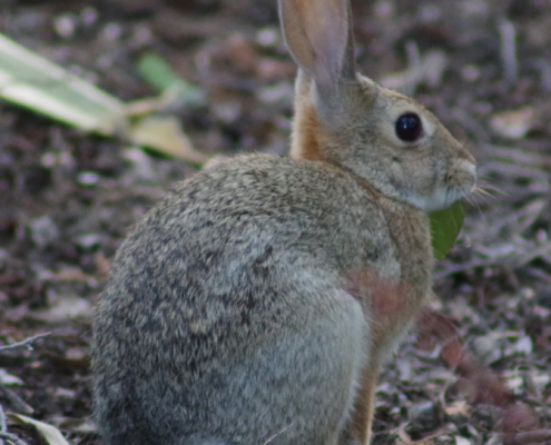 Cottontail