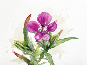 WC Purple Clarkia 2