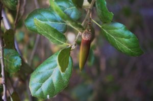 Acorn2