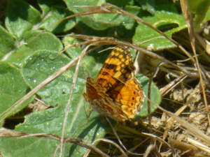 P1020268
